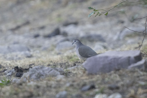 Yungas Dove (Leptotila megalura), photo 4