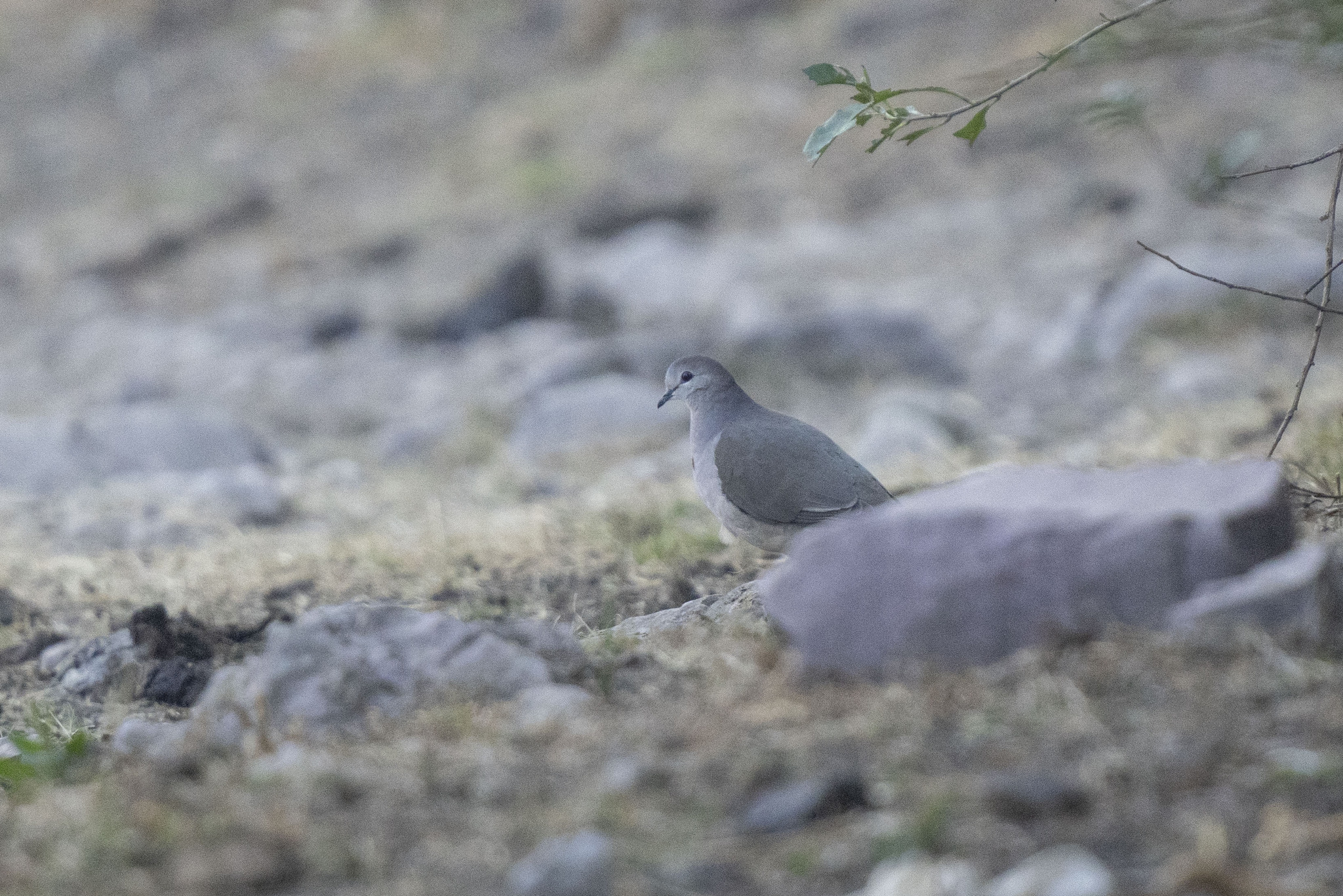 Yungas Dove (Leptotila megalura), photo 5