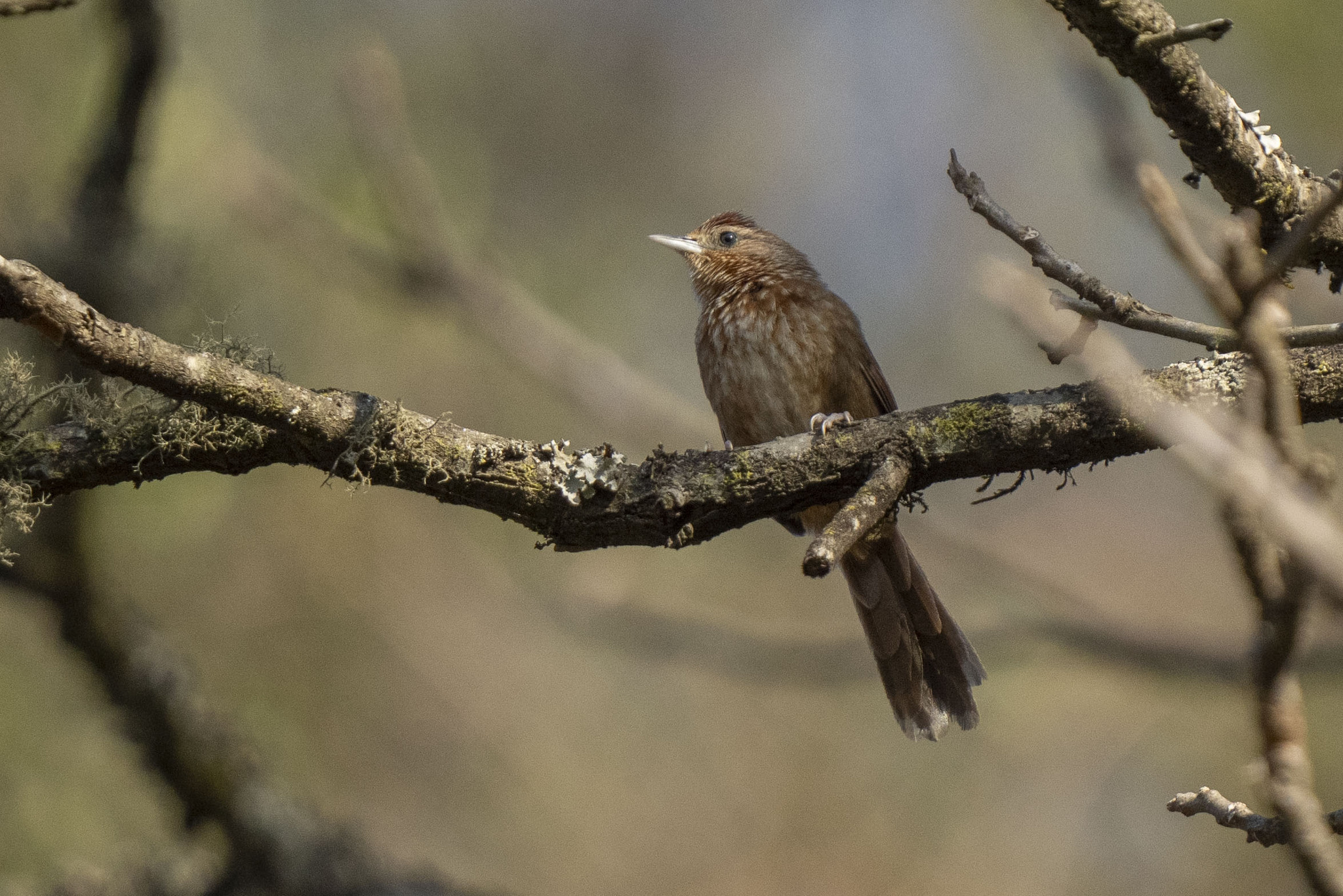 Spot-breasted Thornbird (Phacellodomus maculipectus), photo 4