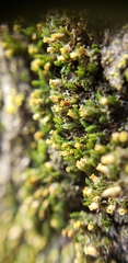 Orthotrichum