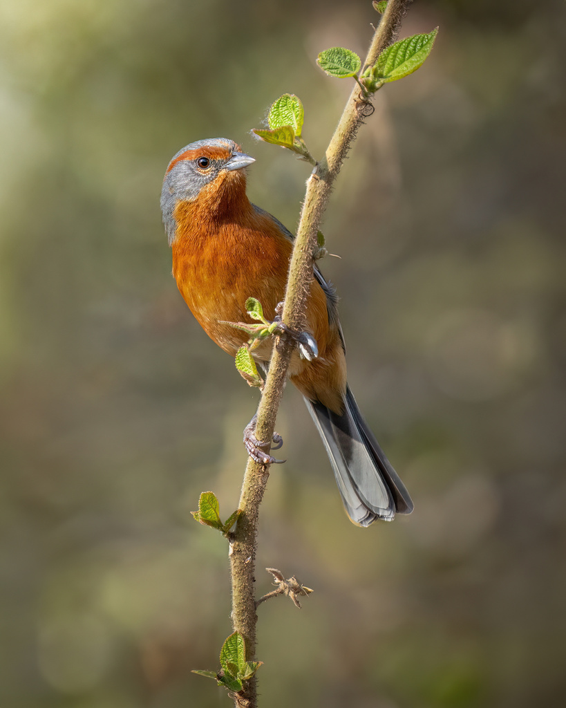 Rusty-browed Warbling-Finch
