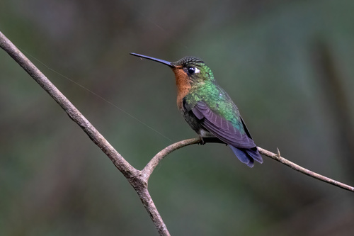 Blaustirn-Höschenkolibri (Eriocnemis glaucopoides)