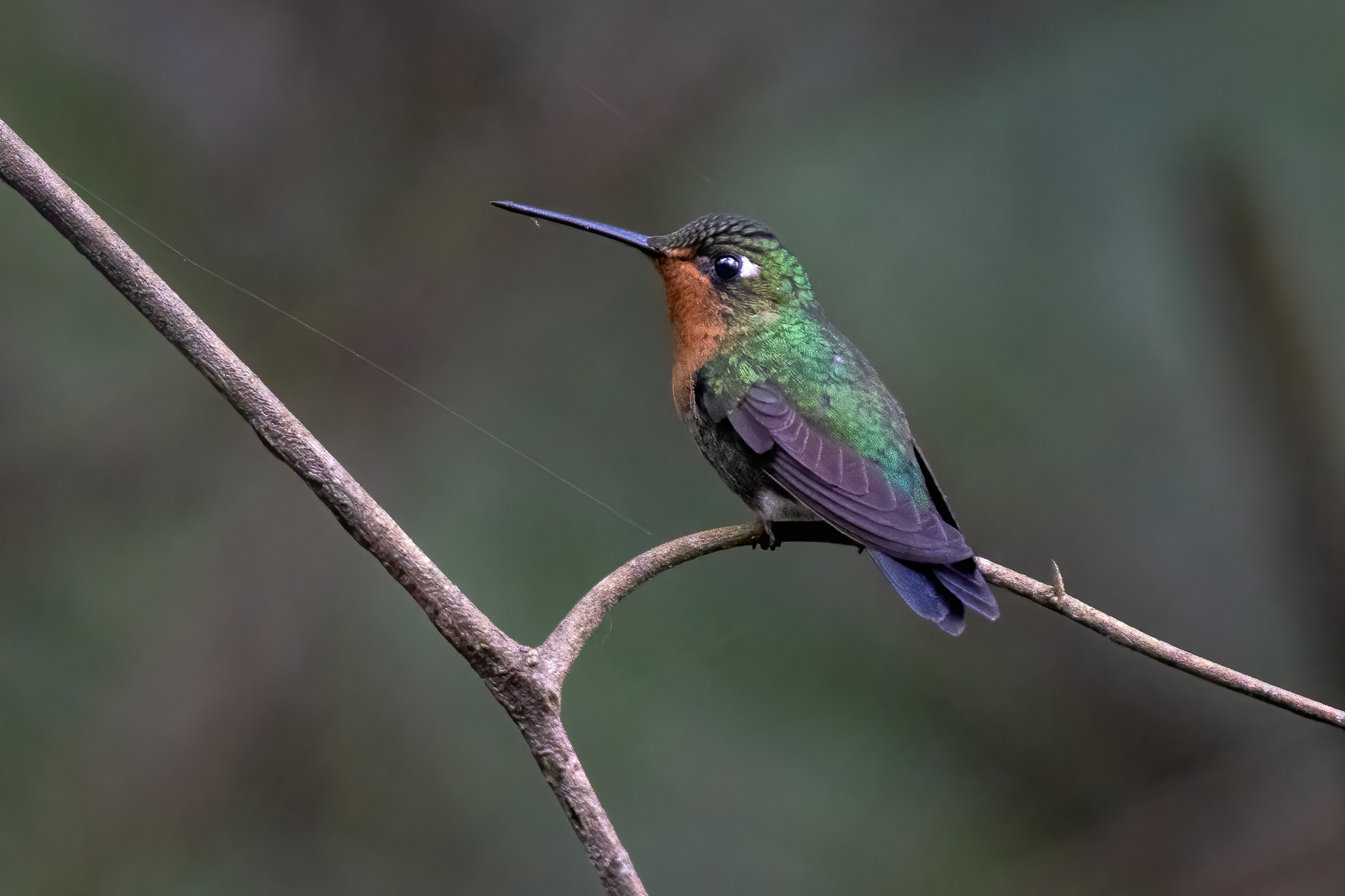 Blue-capped Puffleg (Eriocnemis glaucopoides), photo 3