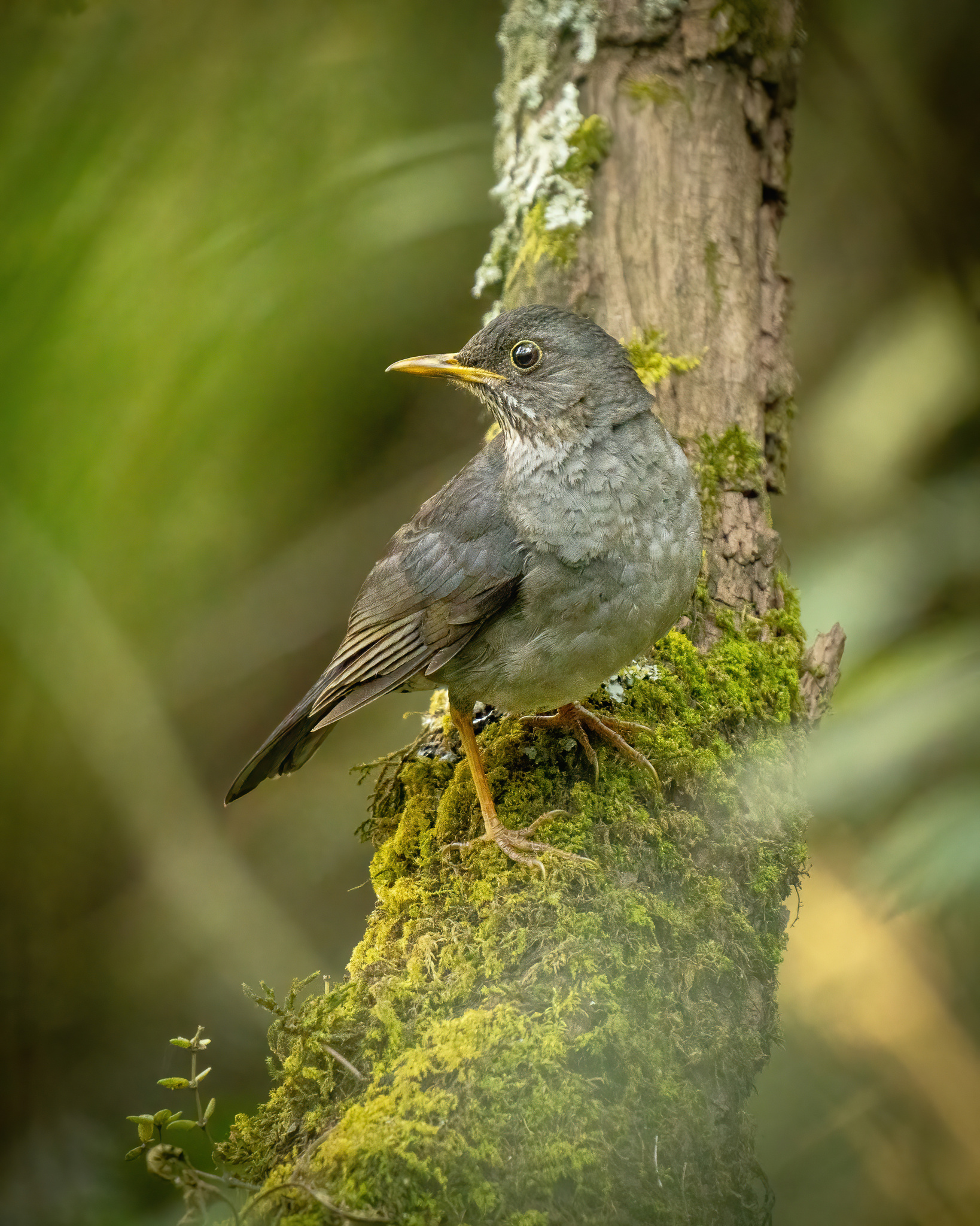 Andean Slaty Thrush (Turdus nigriceps), photo 8
