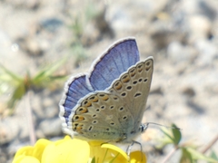 Polyommatus escheri
