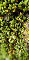 Orthotrichum