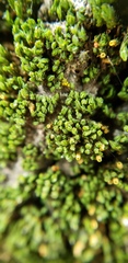 Orthotrichum