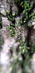 Orthotrichum