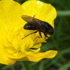 Cheilosia albitarsis