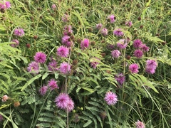 Mimosa quadrivalvis occidentalis