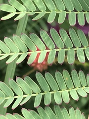 Mimosa quadrivalvis occidentalis