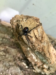 Latrodectus variolus