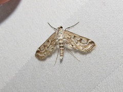 Parapoynx allionealis