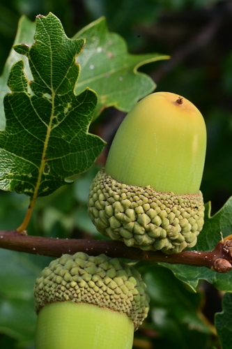 Quercus garryana × sadleriana