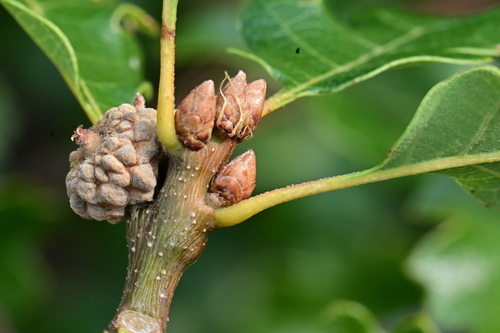 Quercus garryana × sadleriana