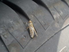 Haematopota pluvialis