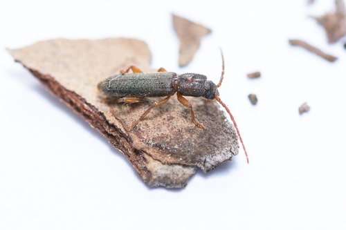 Nothorhina muricata