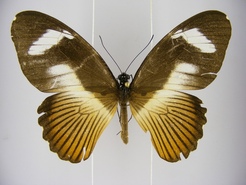 Mimetic Swallowtail