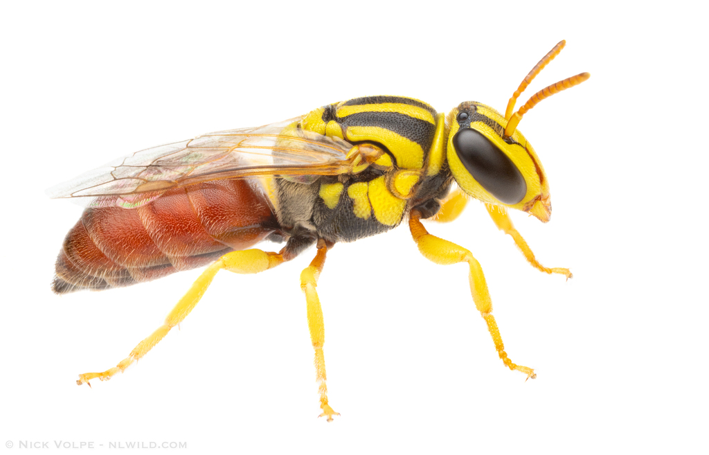 Hylaeus husela
