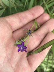 Triodanis leptocarpa