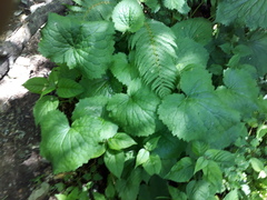 Valeriana pyrenaica