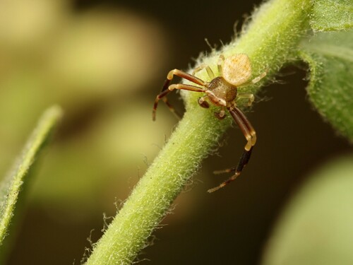 Thomisus citrinellus