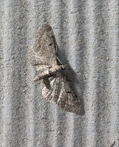 Wormwood Pug photo 5
