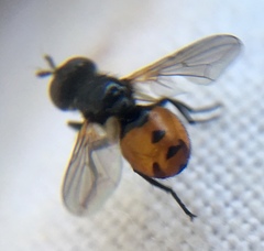 Gymnosoma nitens