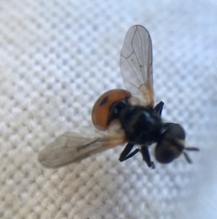 Gymnosoma nitens
