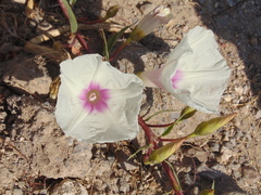 Ipomoea longifolia