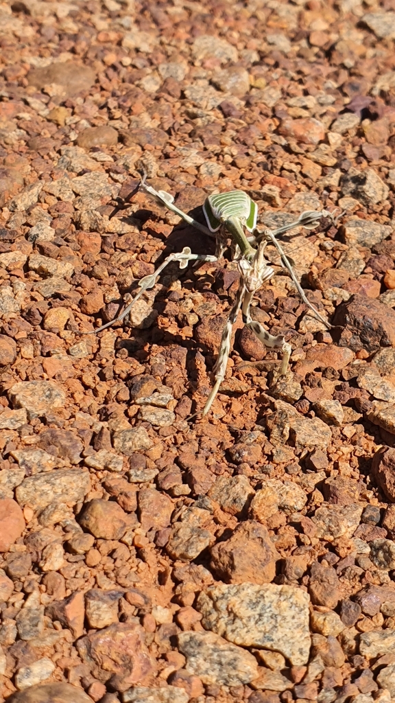 Zoolea descampsi