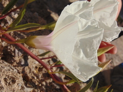 Ipomoea longifolia