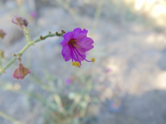Mirabilis glabrifolia