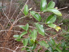 Smilax laurifolia