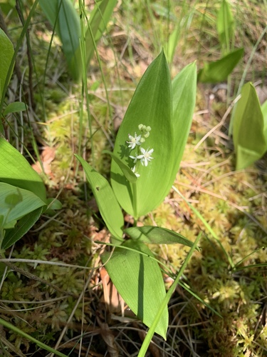 three-leaved false Solomon’s seal