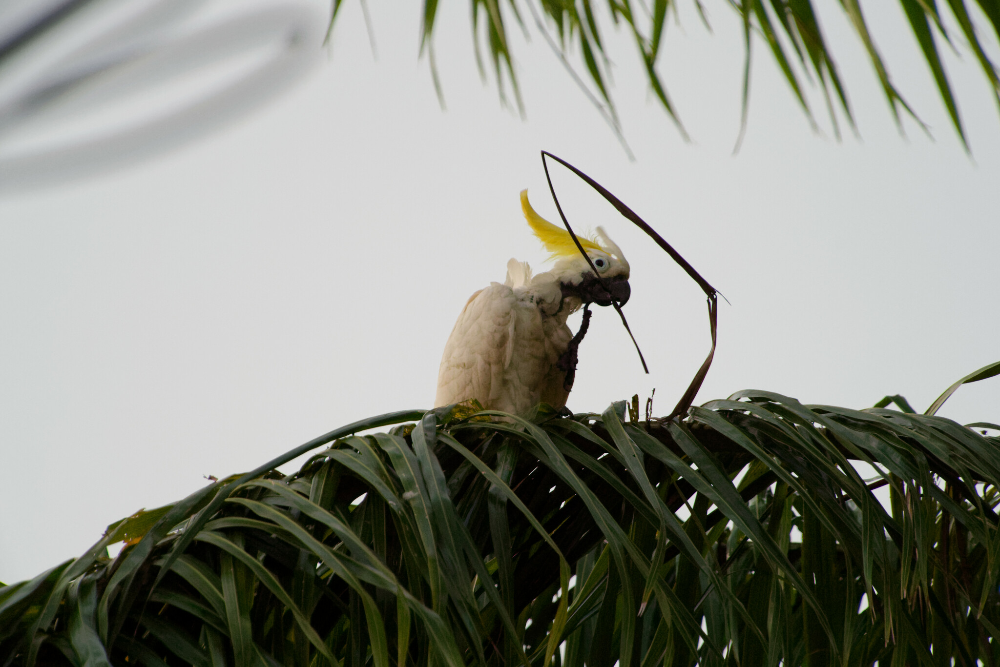 Sulphur-crested Cockatoo (Cacatua galerita)