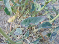 Mirabilis glabrifolia