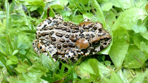 iNaturalist observation photo of Yosemite Toad