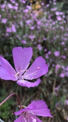 Clarkia bottae