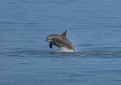 Tamanend's Bottlenose Dolphin photo 5