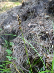Carex elongata