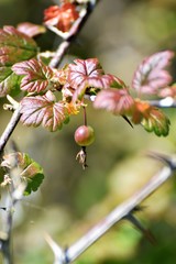 Ribes divaricatum pubiflorum