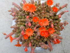 Lobivia silvestrii