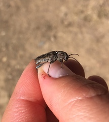 Xylotrechus nauticus