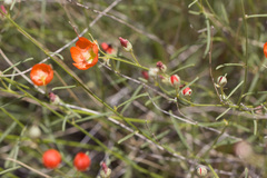 Sphaeralcea leptophylla