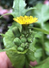 Sonchus oleraceus