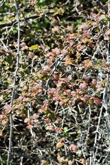 Ribes divaricatum pubiflorum