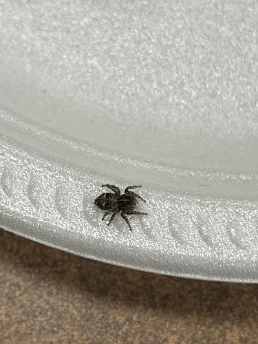 Flower Jumping Spider