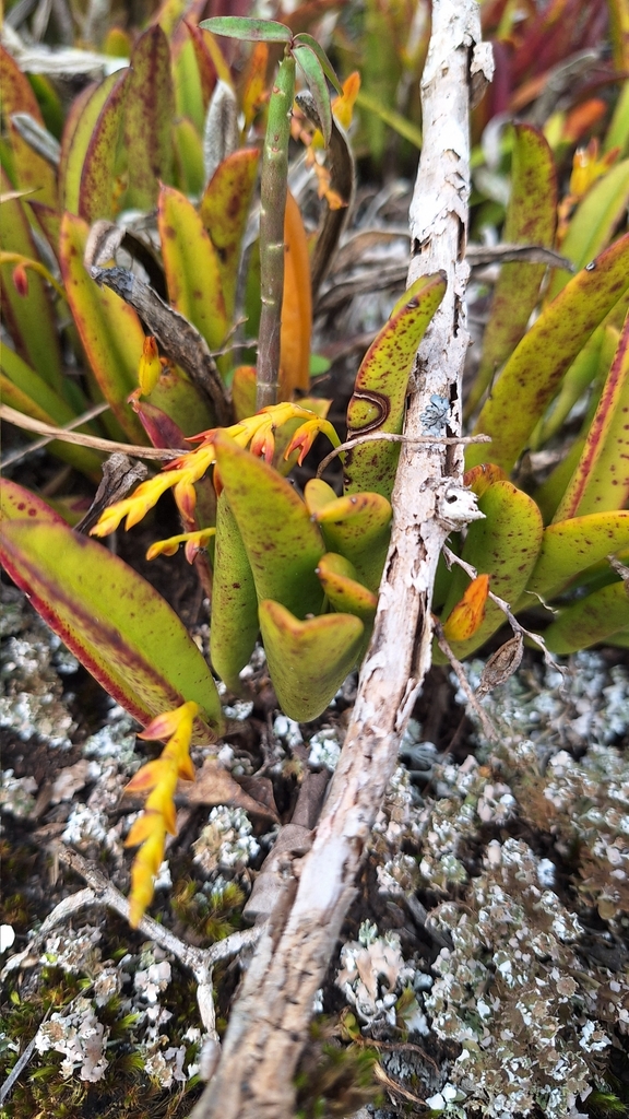 Acianthera ochreata