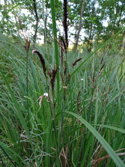 Carex elata